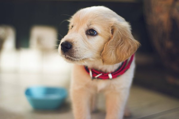 Faites garder vos animaux pour les vacances